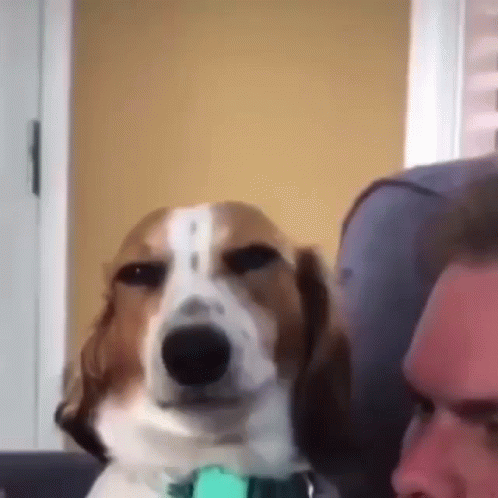 Funny Dog Meme Smirk GIF