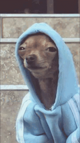 Funny Dog Meme Wearing Blue Hoodie GIF