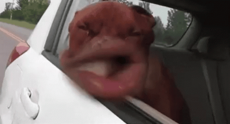 Funny Dog Mouth Queef GIF
