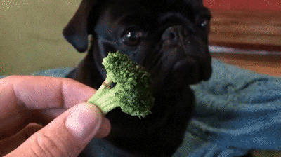 Funny Dog My Precious Broccoli GIF