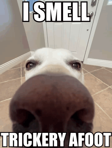Funny Dog Nose Sniffing Smell Trickery GIF