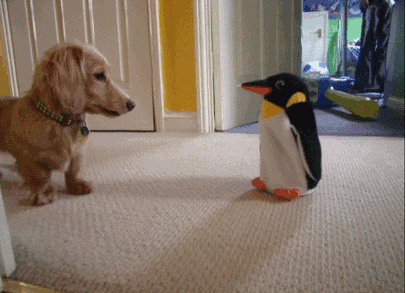 Funny Dog Penguin Toy GIF