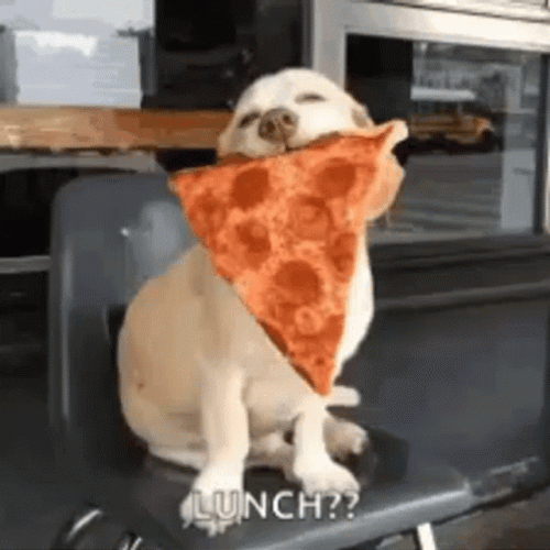 Funny Dog Pizza Lunch Time GIF 