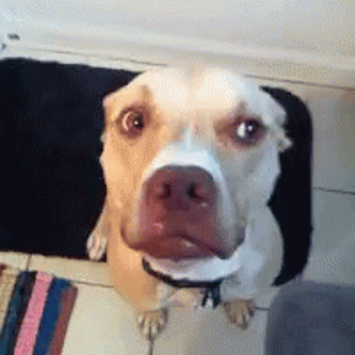 Funny Dog Shaking Head No GIF