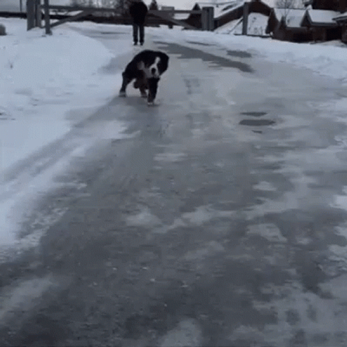 Funny Dog Slipping On Ice GIF