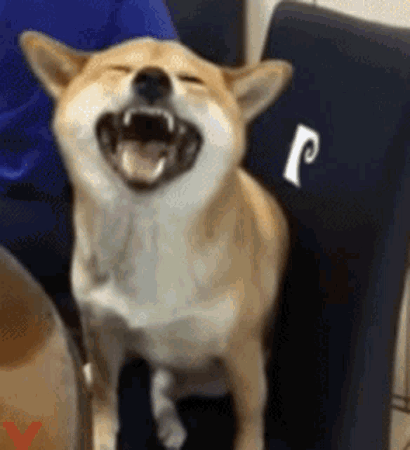 Funny Dog Sneezing Smile GIF
