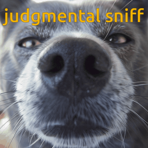 Funny Dog Sniffing Judgmental Sniff GIF
