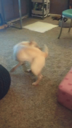 Funny Dog Spinning Chasing Tail GIF