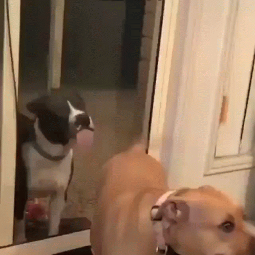 Funny Dog Tail Bite GIF