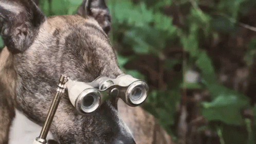 Funny Dog Watching With Binoculars GIF