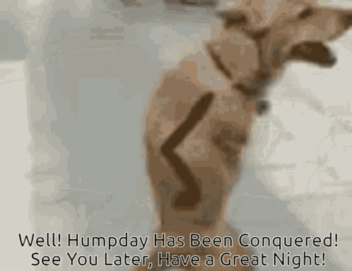 Funny Doge Pictures A+ GIF