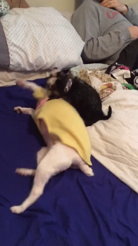 Funny Dogs Moving Hysterically GIF