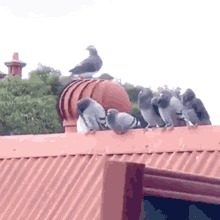 Funny Dove Spinning GIF