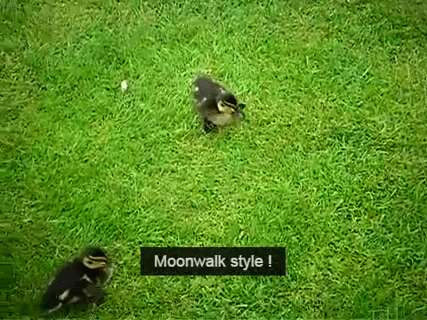 Funny Duck Moonwalk Style GIF
