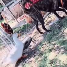 Funny Duck Pinch A Dog GIF