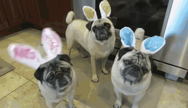 Funny Easter Pugs Bunny Ear Costume GIF