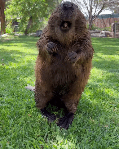 Funny Eating Beaver GIF