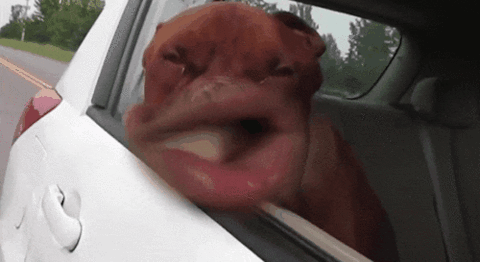 Funny Faced Dog In Car GIF