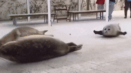 Funny Fat Bouncy Seal GIF