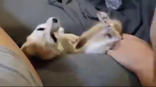 Funny Fennec Fox Falling GIF