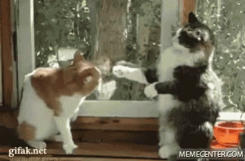 Funny Fight 354 X 232 Gif GIF