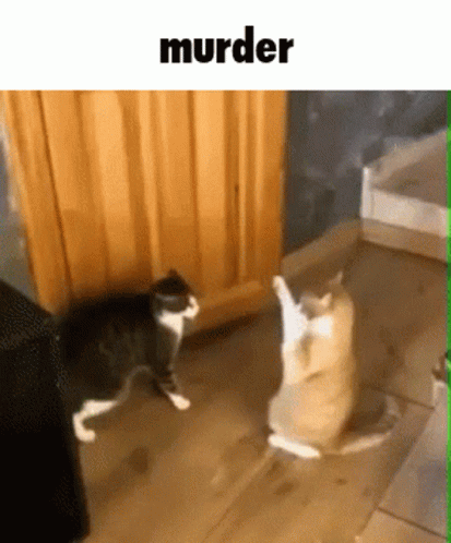 Funny Fight Cat Passing Out Murder GIF