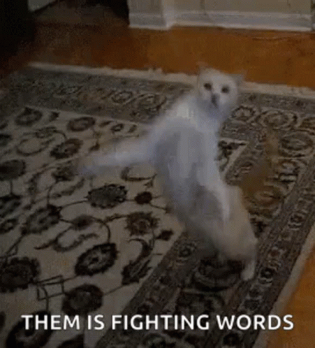 Funny Fight Hilarious Cat Them Fighting Words GIF