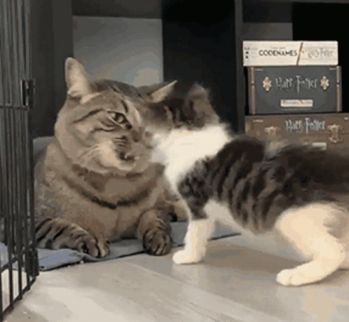 Funny Fight Mom And Kitten Attack GIF