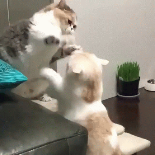 Funny Fight Cute Cats Boxing Match GIF