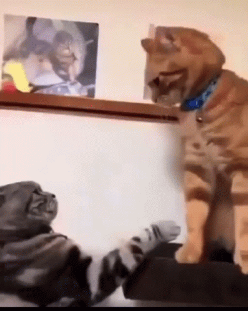 Funny Fight Cat Paw Boxing GIF