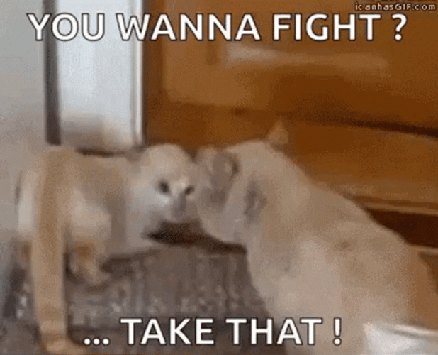 Funny Fight Upside Down Cat GIF