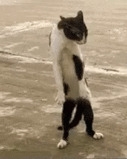 Funny Fight GIF