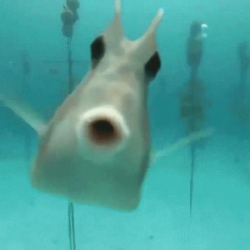 Funny Fish Swimming Kiss Me GIF