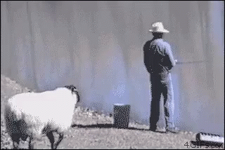 Sheep Pushed The Man Funny Fishing GIF