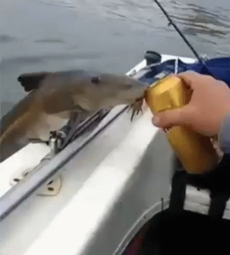 Fish Having Some Drink Funny Fishing GIF