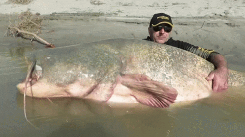 Giant Catfish Funny Fishing GIF
