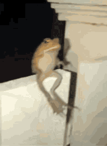 Funny Frog Doing A Flip GIF