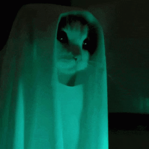 Funny Ghost Cat GIF