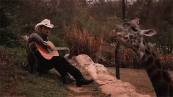 Funny Giraffe Teasing Actions GIF