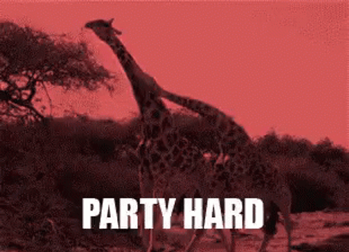 Funny Giraffes Moving Their Heads Party Hard GIF
