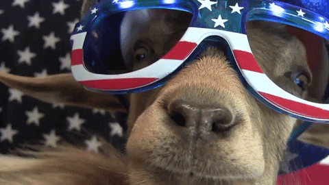 Funny Goat 4th Of July Patriotic Shades GIF