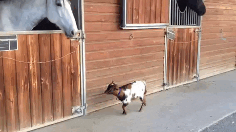 Funny Goat And Horse Interaction GIF