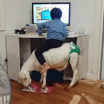 Funny Goat As Kid's Chair GIF