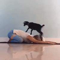 Funny Goat As Workout Buddy GIF