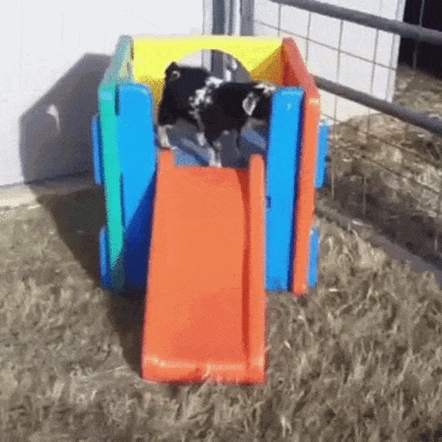 Funny Goat Enjoying The Slide GIF