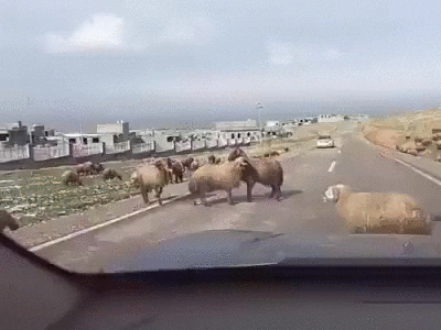 Funny Goat Fight On The Road GIF