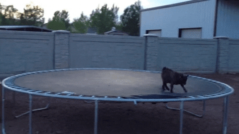 Funny Goat Playing In Trampoline GIF