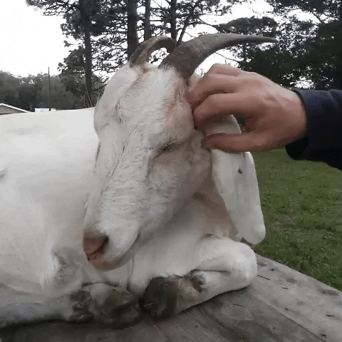 Funny Goat Scratching His Ear GIF