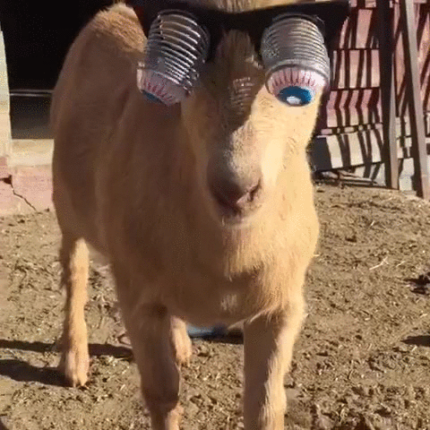 Funny Goat Walking Crazy Eyes GIF