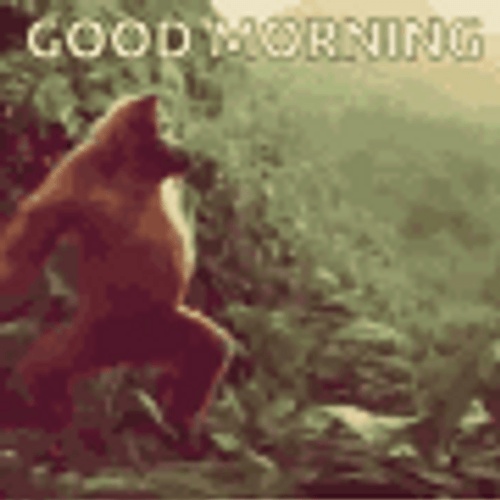 Best Monkey Memes!  Funny good morning wishes, Funny good morning